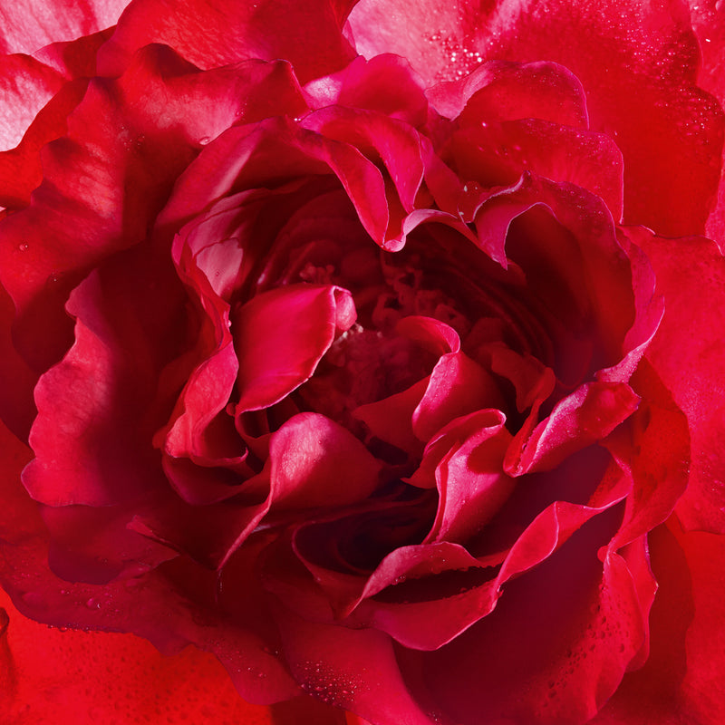 Bloom of Rose Guerlain 